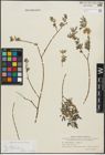 Foto von Salix repens subsp. incubacea (L.) A. Neumann